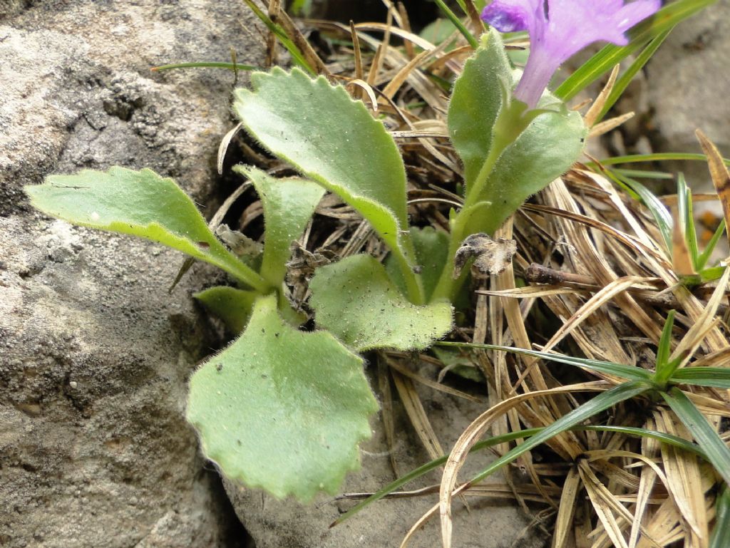 Primula recubariensis / Primula di Recoaro